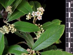 Cotoneaster ×watereri: Flowers and foliage.
 Image: D. Glenny © Landcare Research 2017 CC BY 3.0 NZ
